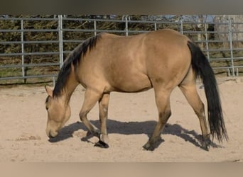 American Quarter Horse, Stute, 3 Jahre, 149 cm, Buckskin