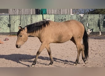American Quarter Horse, Stute, 3 Jahre, 149 cm, Buckskin