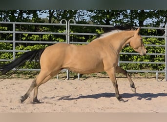 American Quarter Horse, Stute, 3 Jahre, 149 cm, Buckskin