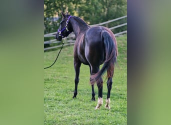 American Quarter Horse, Stute, 3 Jahre, 149 cm, Rappe