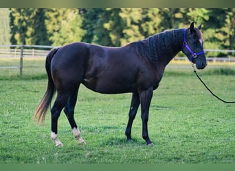 American Quarter Horse, Stute, 3 Jahre, 149 cm, Rappe