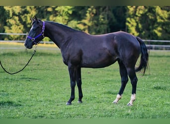 American Quarter Horse, Stute, 3 Jahre, 149 cm, Rappe