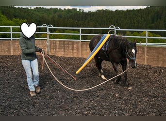 American Quarter Horse, Stute, 3 Jahre, 149 cm, Rappe