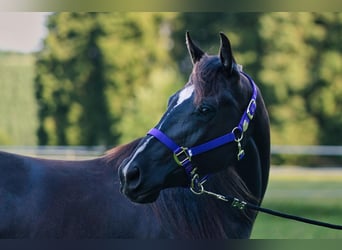 American Quarter Horse, Stute, 3 Jahre, 149 cm, Rappe