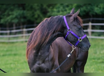 American Quarter Horse, Stute, 3 Jahre, 149 cm, Rappe