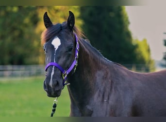 American Quarter Horse, Stute, 3 Jahre, 149 cm, Rappe