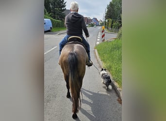 American Quarter Horse, Stute, 3 Jahre, 150 cm, Braunfalbschimmel
