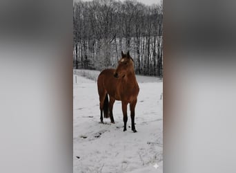 American Quarter Horse, Stute, 3 Jahre, 150 cm, Buckskin
