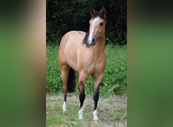 American Quarter Horse, Stute, 3 Jahre, 150 cm, Buckskin