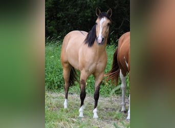 American Quarter Horse, Stute, 3 Jahre, 150 cm, Buckskin