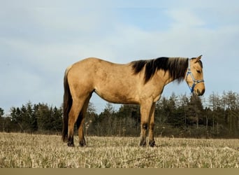 American Quarter Horse, Stute, 3 Jahre, 150 cm, Dunalino