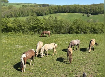 American Quarter Horse, Stute, 3 Jahre, 150 cm, Dunalino