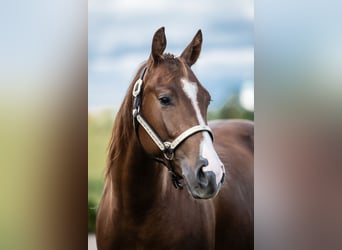 American Quarter Horse, Stute, 3 Jahre, 150 cm, Dunkelfuchs