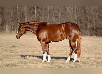 American Quarter Horse, Stute, 3 Jahre, 150 cm, Dunkelfuchs