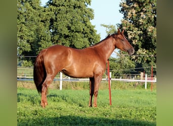 American Quarter Horse, Stute, 3 Jahre, 150 cm, Dunkelfuchs