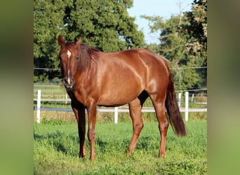 American Quarter Horse, Stute, 3 Jahre, 150 cm, Dunkelfuchs
