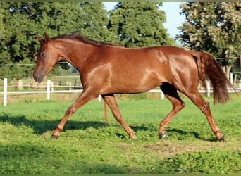 American Quarter Horse, Stute, 3 Jahre, 150 cm, Dunkelfuchs