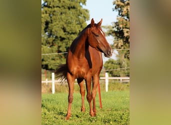 American Quarter Horse, Stute, 3 Jahre, 150 cm, Dunkelfuchs