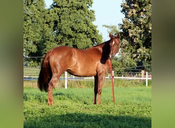 American Quarter Horse, Stute, 3 Jahre, 150 cm, Dunkelfuchs