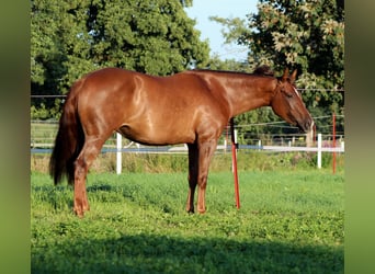 American Quarter Horse, Stute, 3 Jahre, 150 cm, Dunkelfuchs