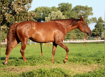 American Quarter Horse, Stute, 3 Jahre, 150 cm, Dunkelfuchs