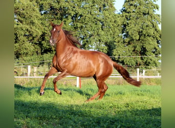 American Quarter Horse, Stute, 3 Jahre, 150 cm, Dunkelfuchs