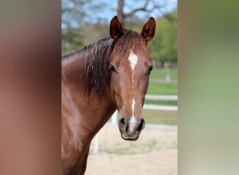 American Quarter Horse, Stute, 3 Jahre, 150 cm, Dunkelfuchs