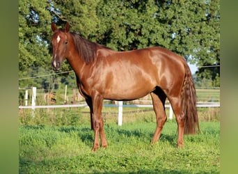American Quarter Horse, Stute, 3 Jahre, 150 cm, Dunkelfuchs