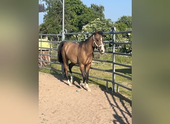 American Quarter Horse, Stute, 3 Jahre, 150 cm, Falbe