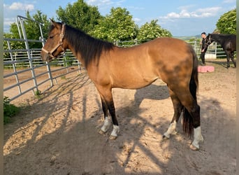 American Quarter Horse, Stute, 3 Jahre, 150 cm, Falbe