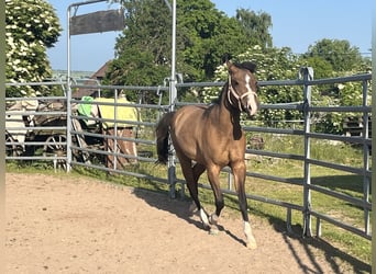 American Quarter Horse, Stute, 3 Jahre, 150 cm, Falbe