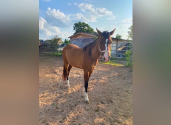 American Quarter Horse, Stute, 3 Jahre, 150 cm, Falbe
