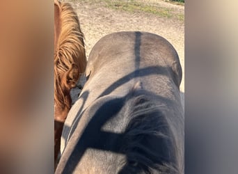American Quarter Horse, Stute, 3 Jahre, 150 cm, Falbe