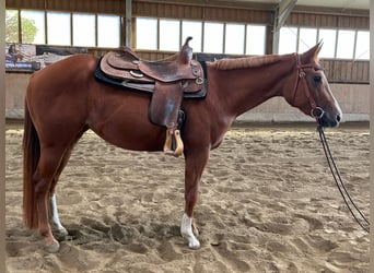 American Quarter Horse, Stute, 3 Jahre, 150 cm, Fuchs