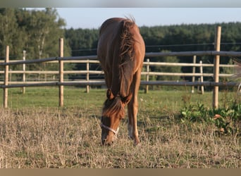 American Quarter Horse, Stute, 3 Jahre, 150 cm, Fuchs