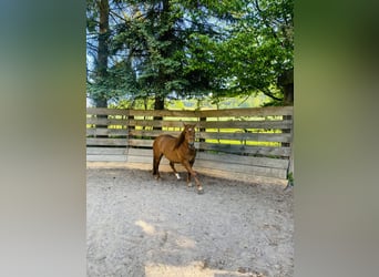American Quarter Horse, Stute, 3 Jahre, 150 cm, Fuchs