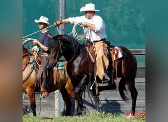 American Quarter Horse, Stute, 3 Jahre, 150 cm, Fuchs