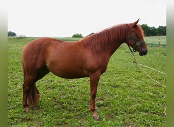 American Quarter Horse, Stute, 3 Jahre, 150 cm, Fuchs