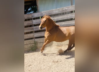 American Quarter Horse, Stute, 3 Jahre, 150 cm, Fuchs
