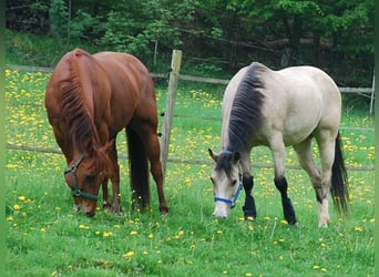 American Quarter Horse, Stute, 3 Jahre, 150 cm, Fuchs