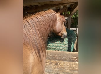American Quarter Horse, Stute, 3 Jahre, 150 cm, Fuchs