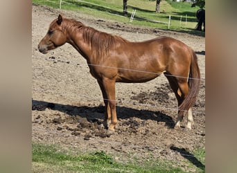 American Quarter Horse, Stute, 3 Jahre, 150 cm, Fuchs