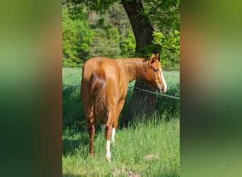 American Quarter Horse, Stute, 3 Jahre, 150 cm, Fuchs