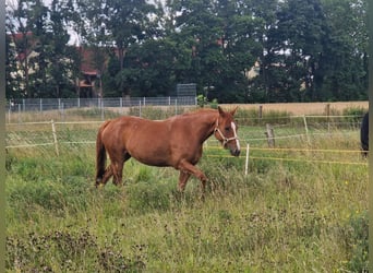 American Quarter Horse, Stute, 3 Jahre, 150 cm, Fuchs