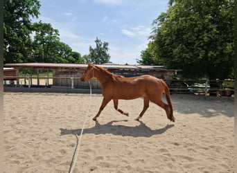 American Quarter Horse, Stute, 3 Jahre, 150 cm, Fuchs