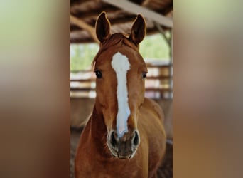 American Quarter Horse, Stute, 3 Jahre, 150 cm, Fuchs
