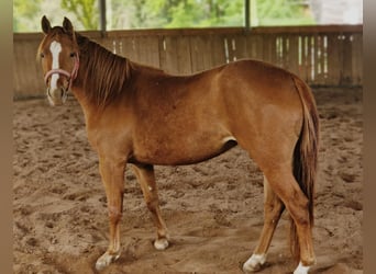 American Quarter Horse, Stute, 3 Jahre, 150 cm, Fuchs