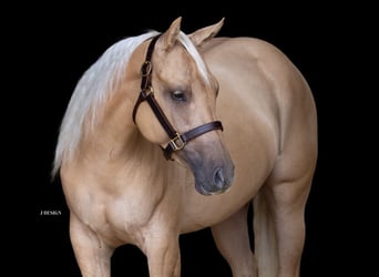 American Quarter Horse, Stute, 3 Jahre, 150 cm, Palomino