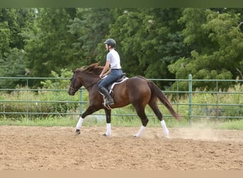 American Quarter Horse, Stute, 3 Jahre, 150 cm, Rotbrauner