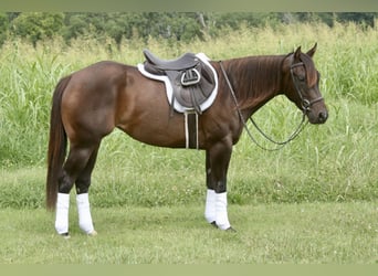 American Quarter Horse, Stute, 3 Jahre, 150 cm, Rotbrauner